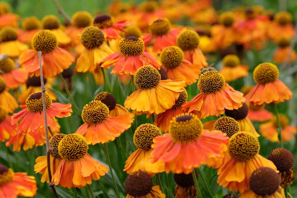 Helenium 'Short n Sassy' 2L - Image 5