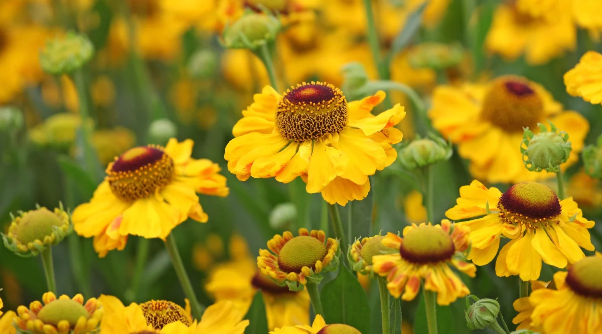 Helenium 'The Bishop' | Sneezeweed 2 Litre - Image 3