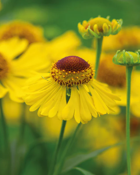 Helenium 'The Bishop' | Sneezeweed 2 Litre - Image 4