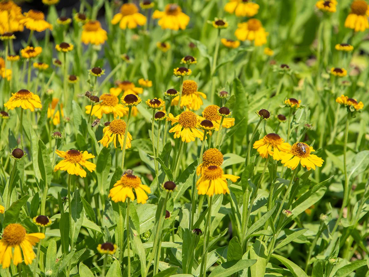 Helenium 'The Bishop' | Sneezeweed 2 Litre - Image 5