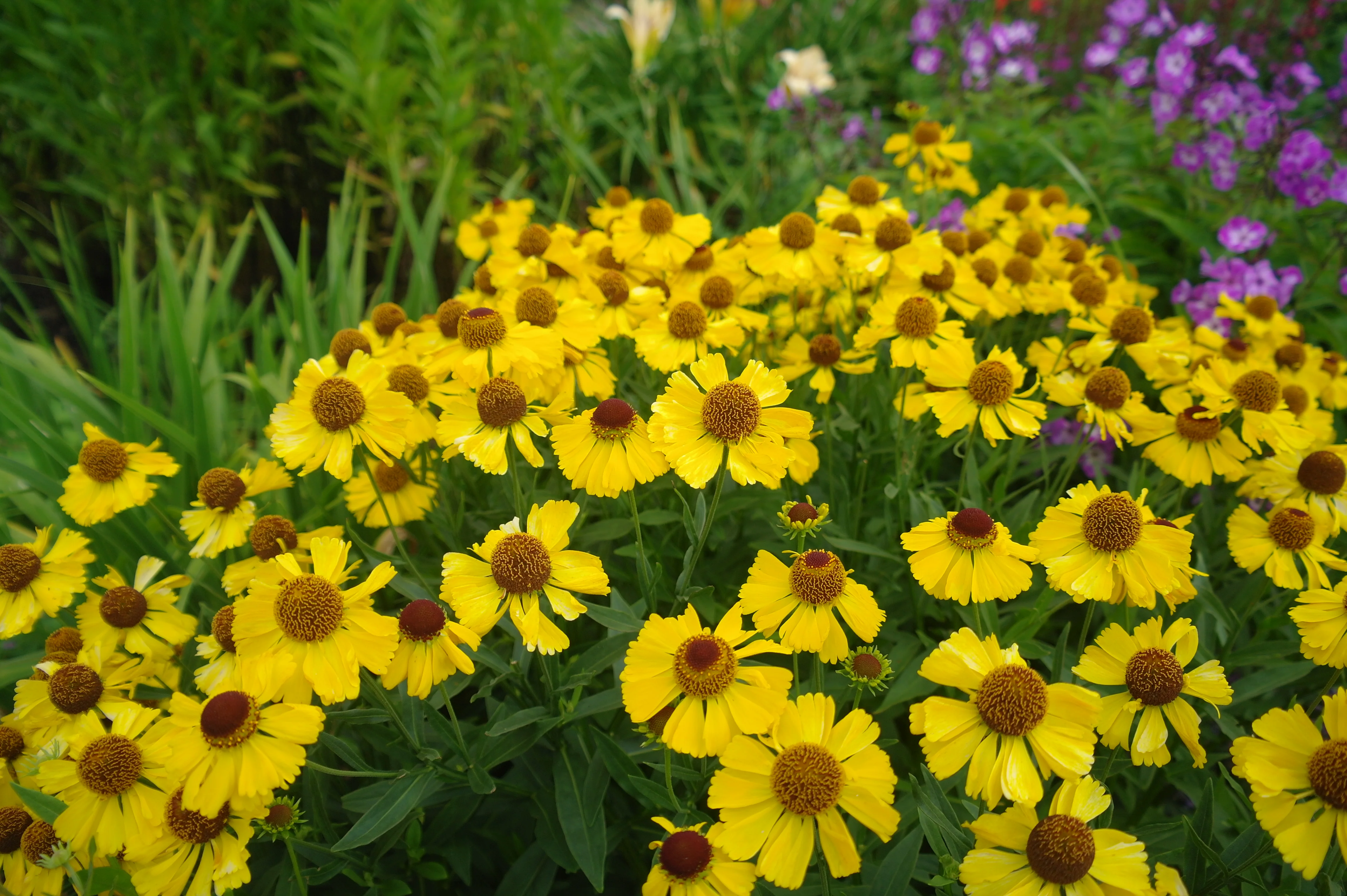 Helenium 'The Bishop' | Sneezeweed 2 Litre - Image 6