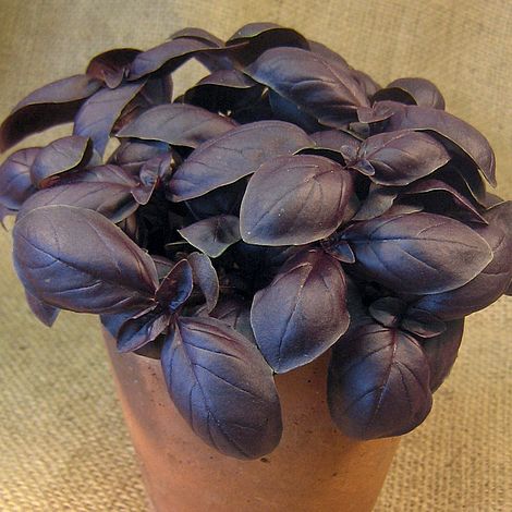 Basil 'Crimson King' - Image 2
