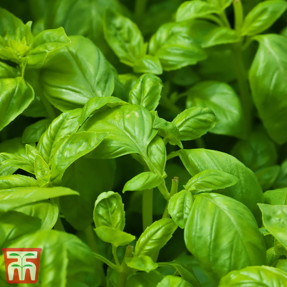Basil 'Devotion'