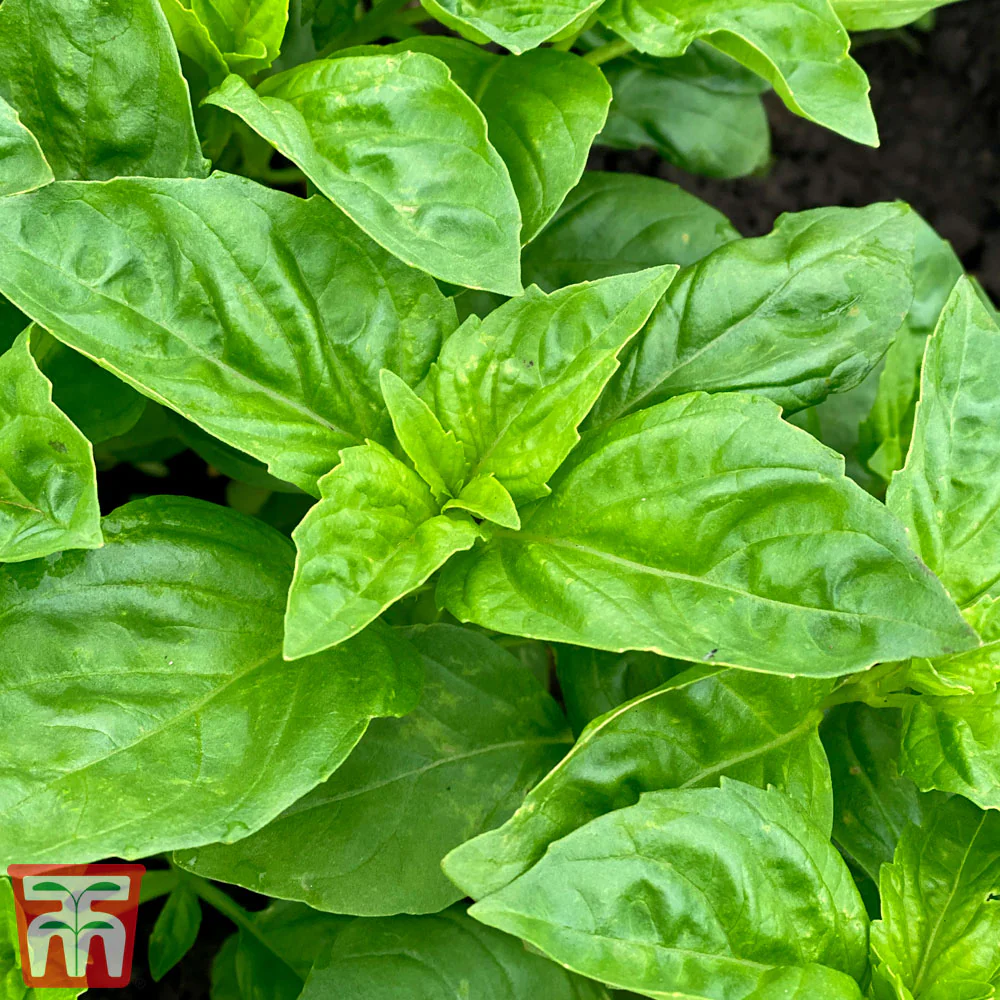Basil 'Devotion' - Image 2