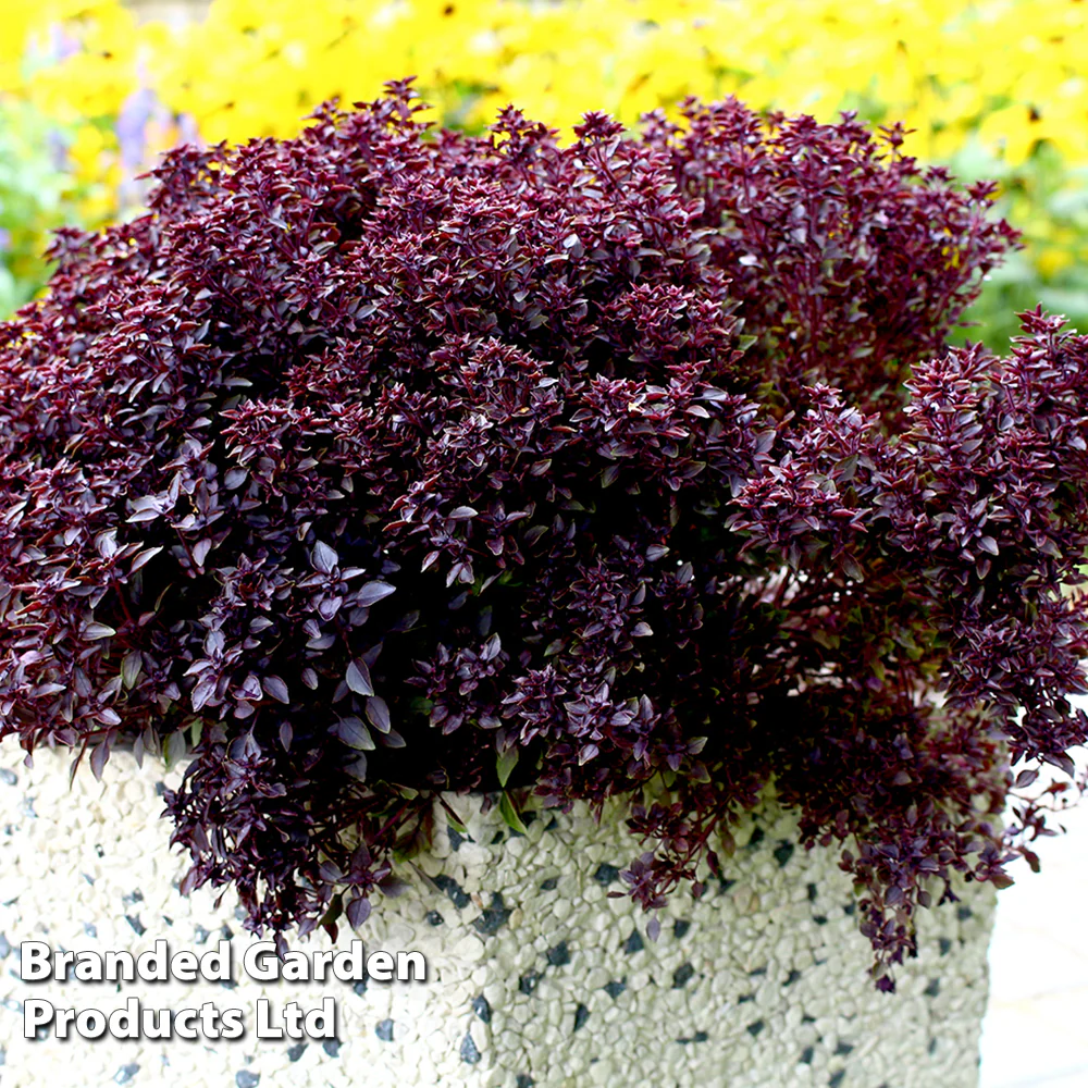 Basil 'Purple Ball' - Image 2