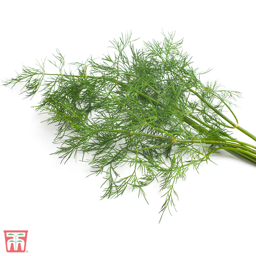 Dill 'Bouquet'