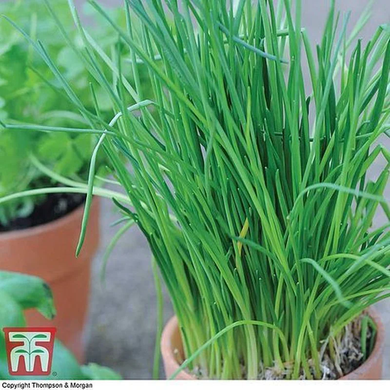 Herb Chives