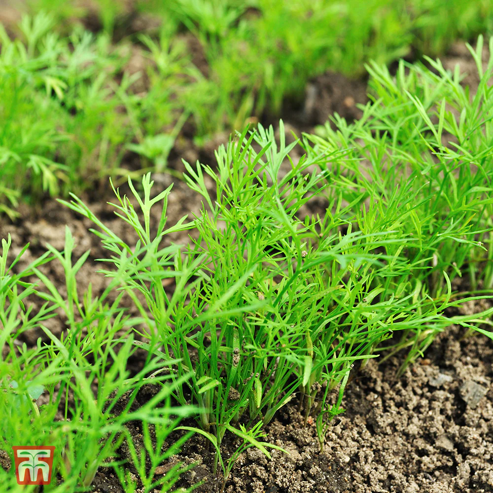 Dill Seed