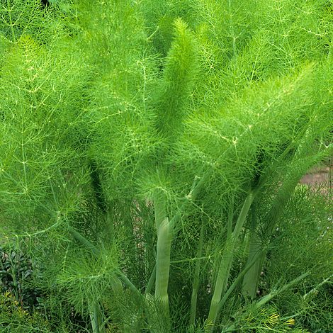 Fennel Seeds