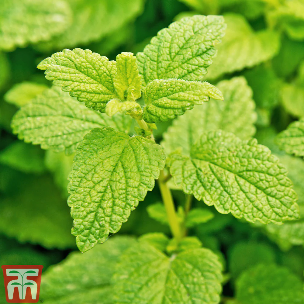 Herb Lemon Balm