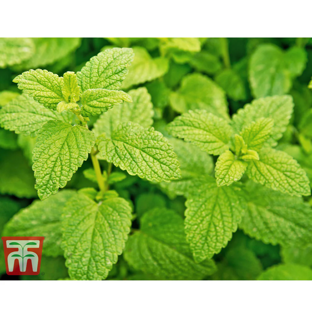 Herb Lemon Balm - Image 2