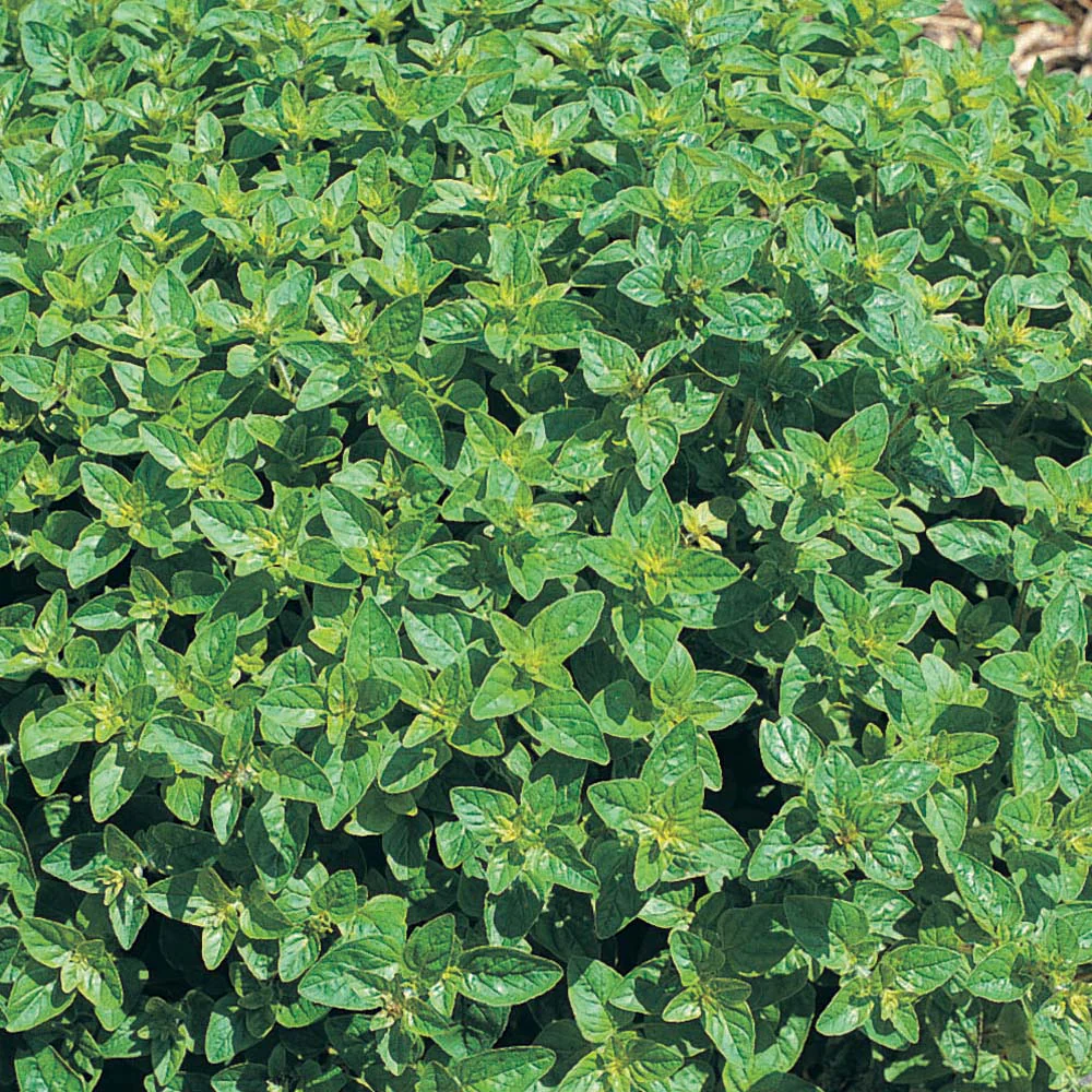 Oregano Seeds