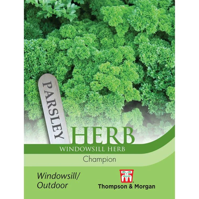 Herb Parsley Champion - Image 2