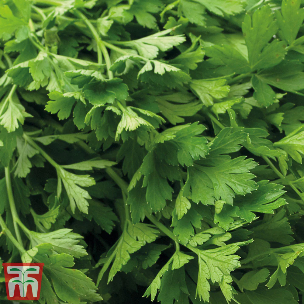 Parsley Flat Leaved Organic Seed