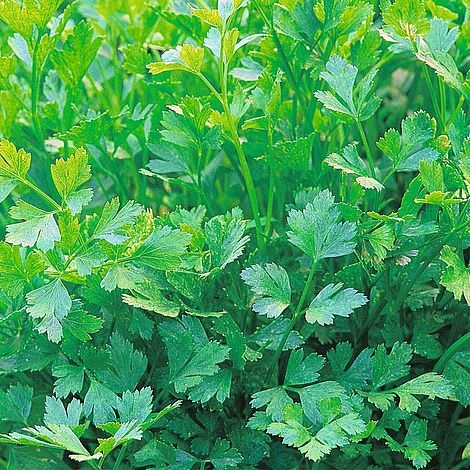 Parsley 'Plain Leaved (Sheeps) 2' (Flat Leaved)