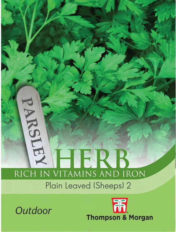 Parsley 'Plain Leaved (Sheeps) 2' (Flat Leaved) - Image 2