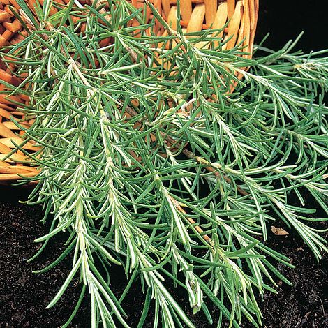 Herb Rosemary Thompson & Morgan Seed