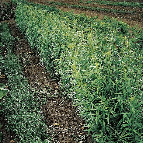 Herb Russian Tarragon