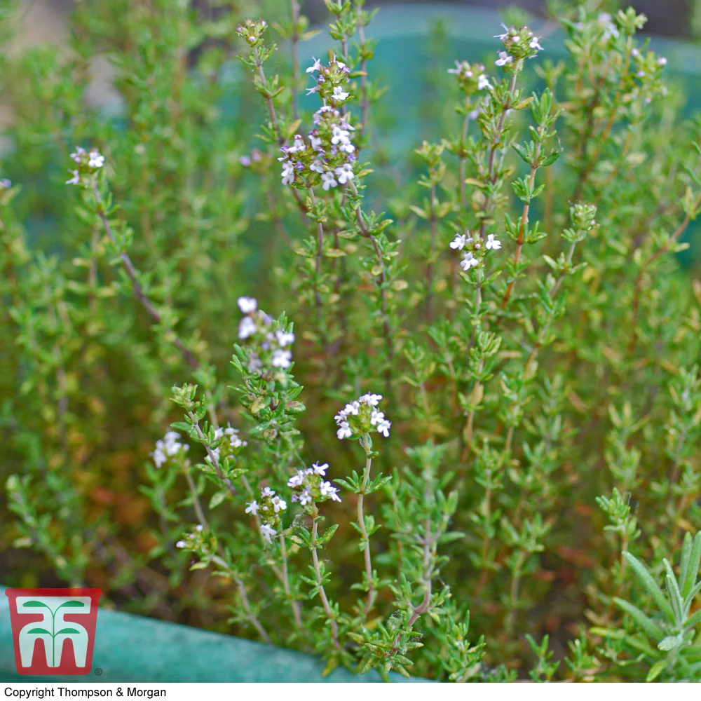 Herb Thyme 'Old English' - Image 2