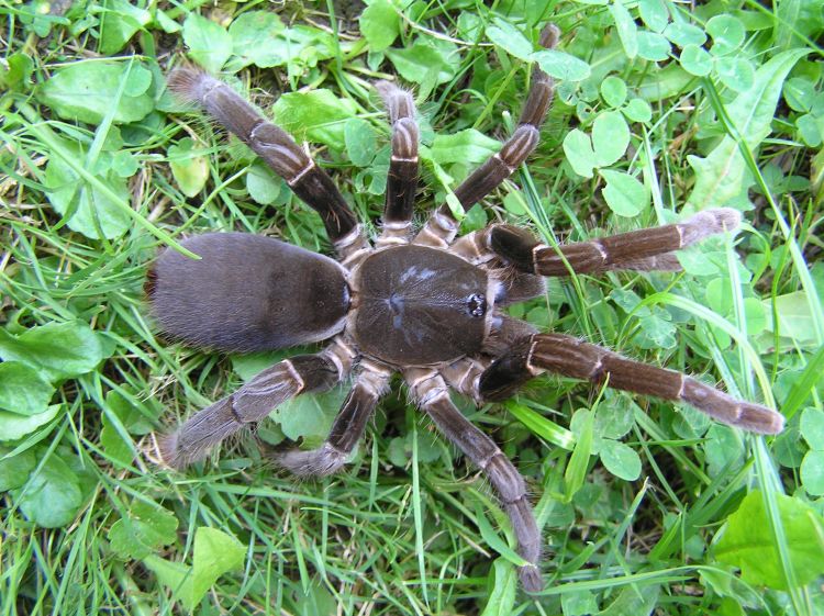 Hercules Baboon Tarantula | Hysterocrates hercules (Med)