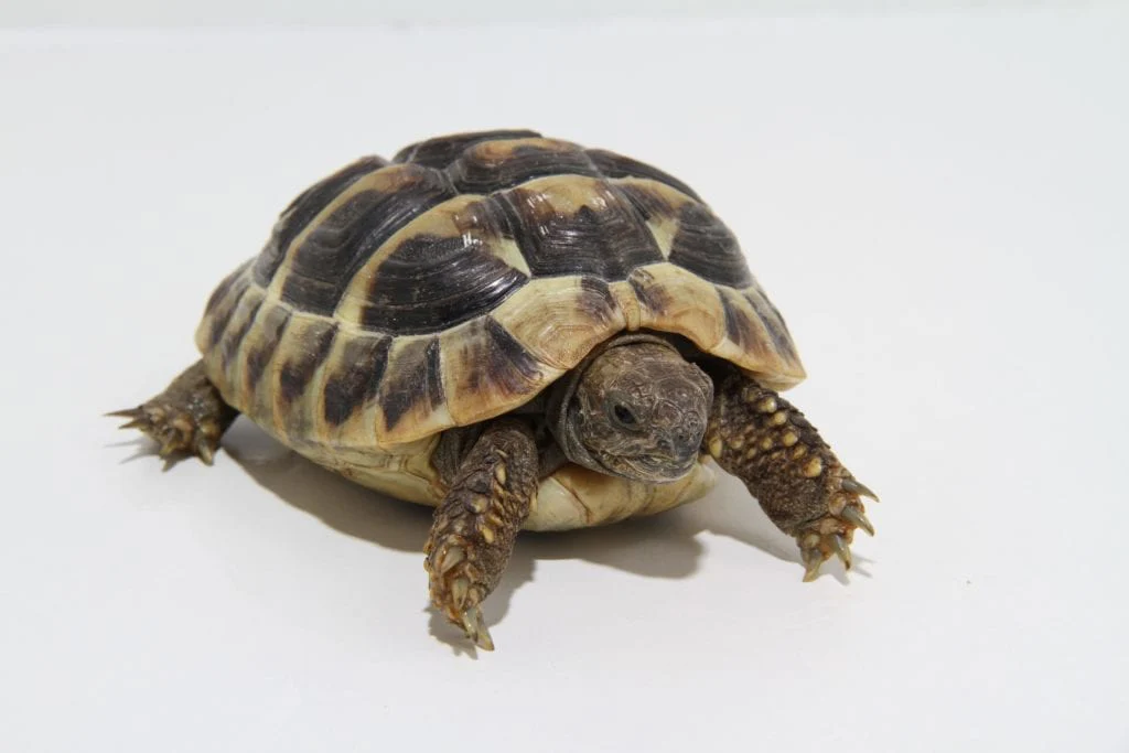 Hermann's Tortoise - Image 2