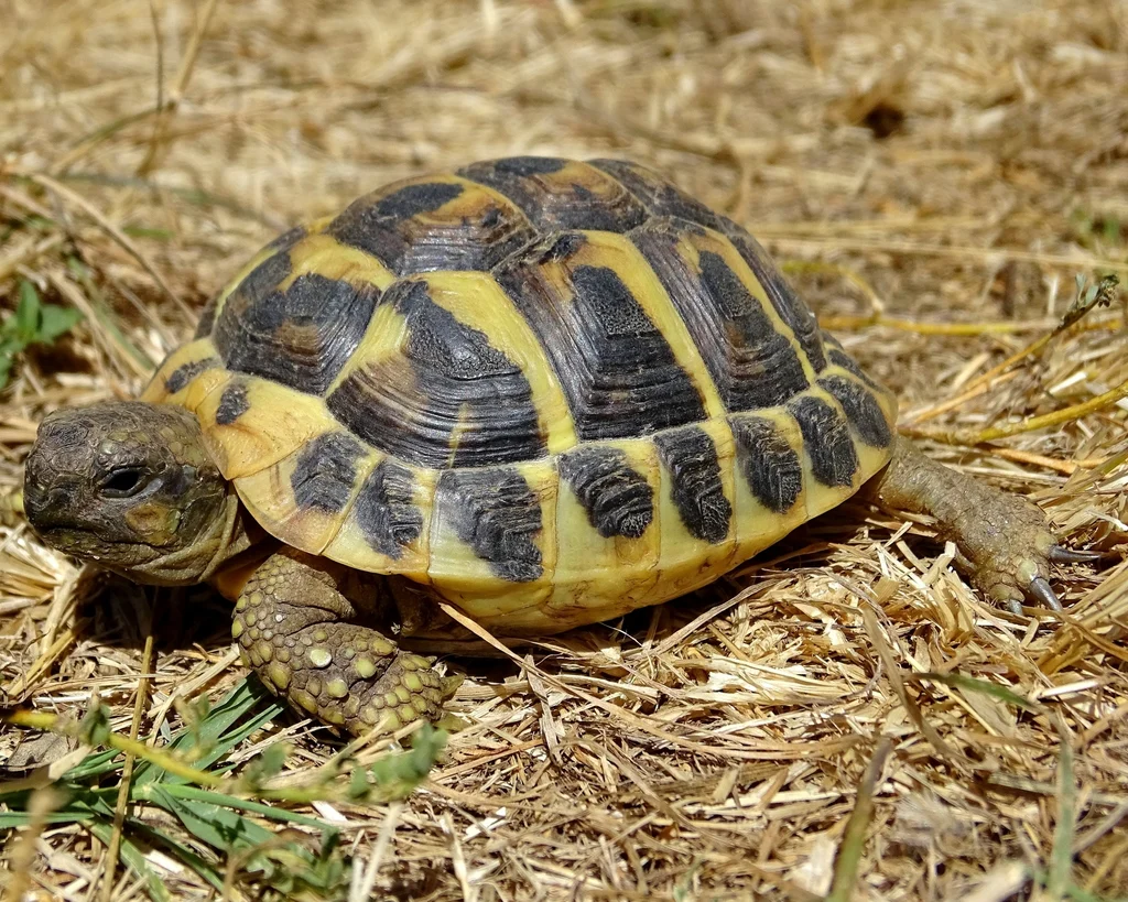 Hermann's Tortoise - Image 3