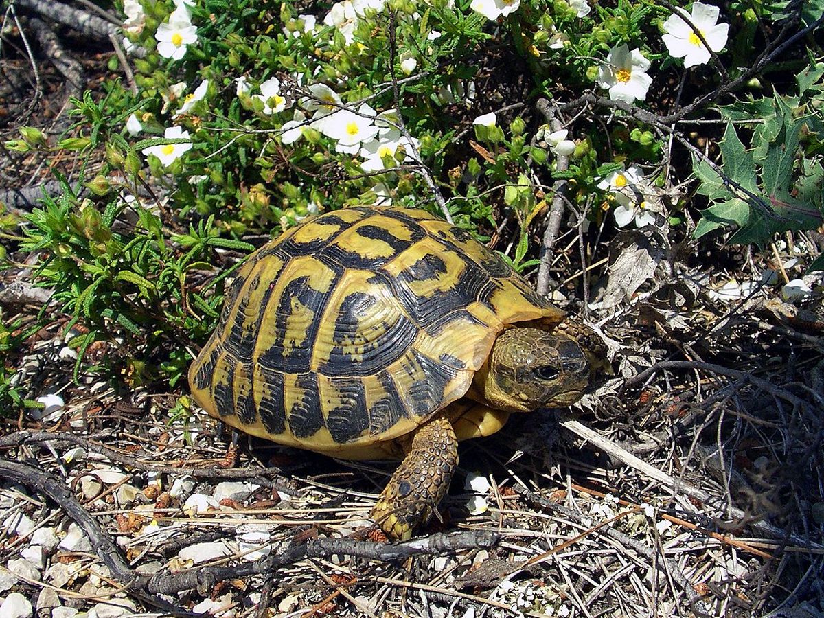 Hermann's Tortoise - Image 4