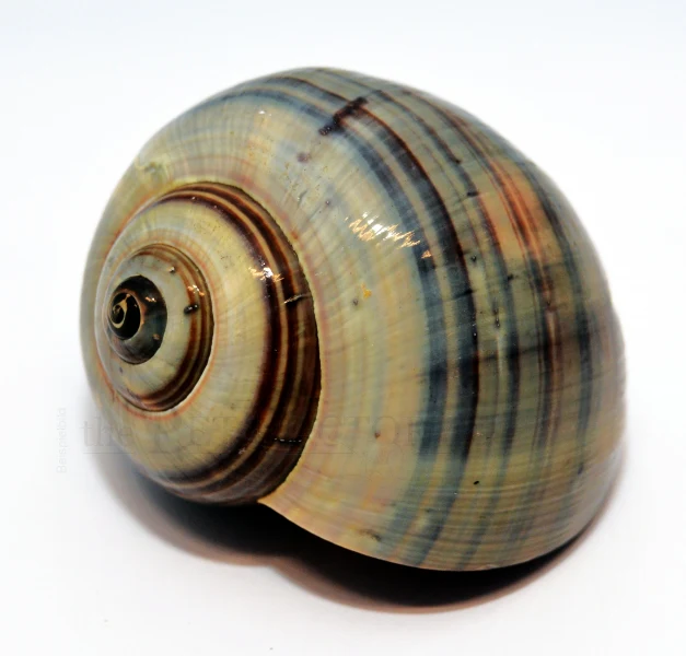Hermit Crab Shell | Opening 3-4cm