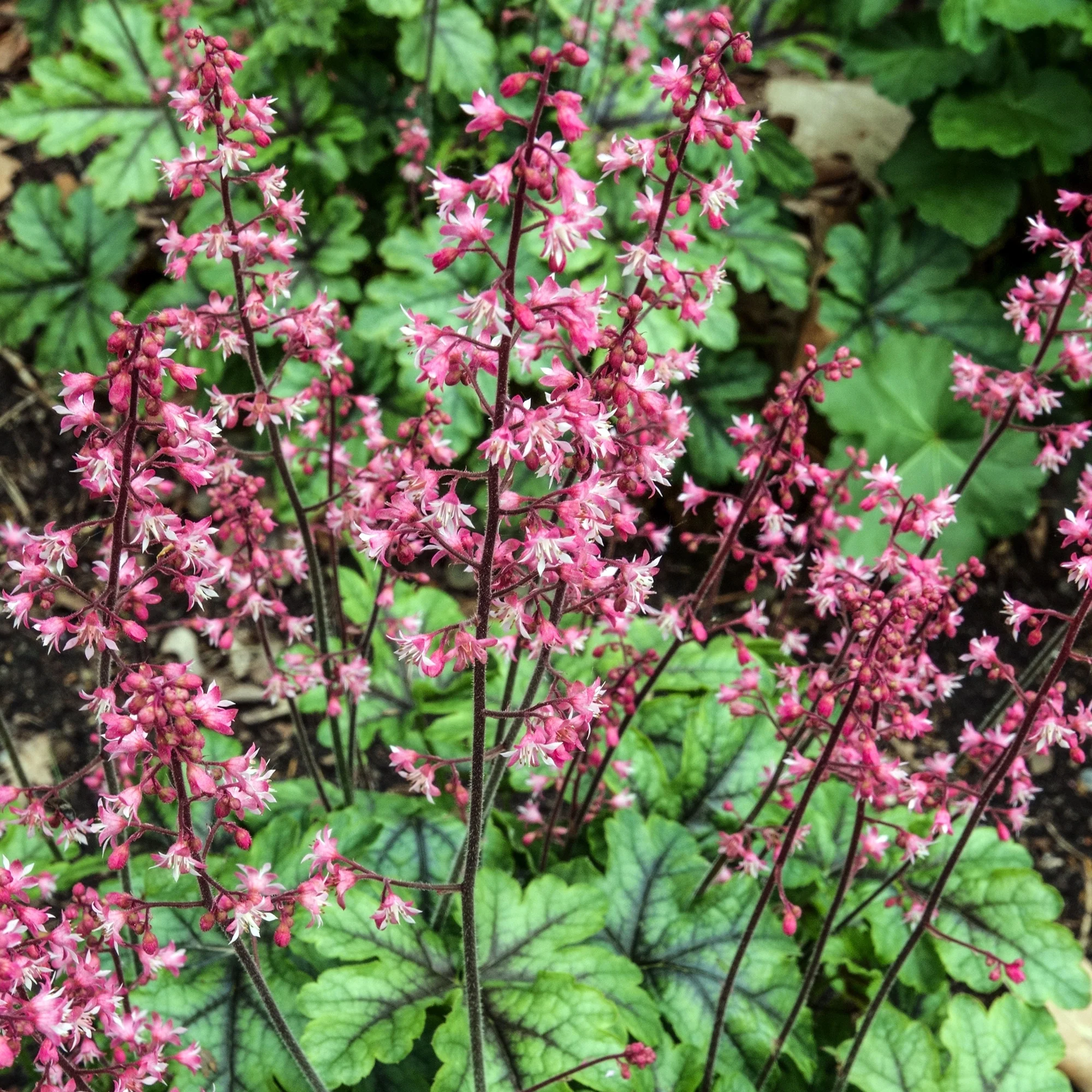 Heucherella Tapestry 2 Litre