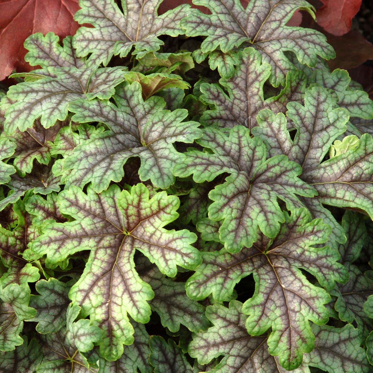 Heucherella Tapestry 2 Litre - Image 2