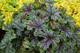 Heucherella Tapestry 2 Litre - Image 3