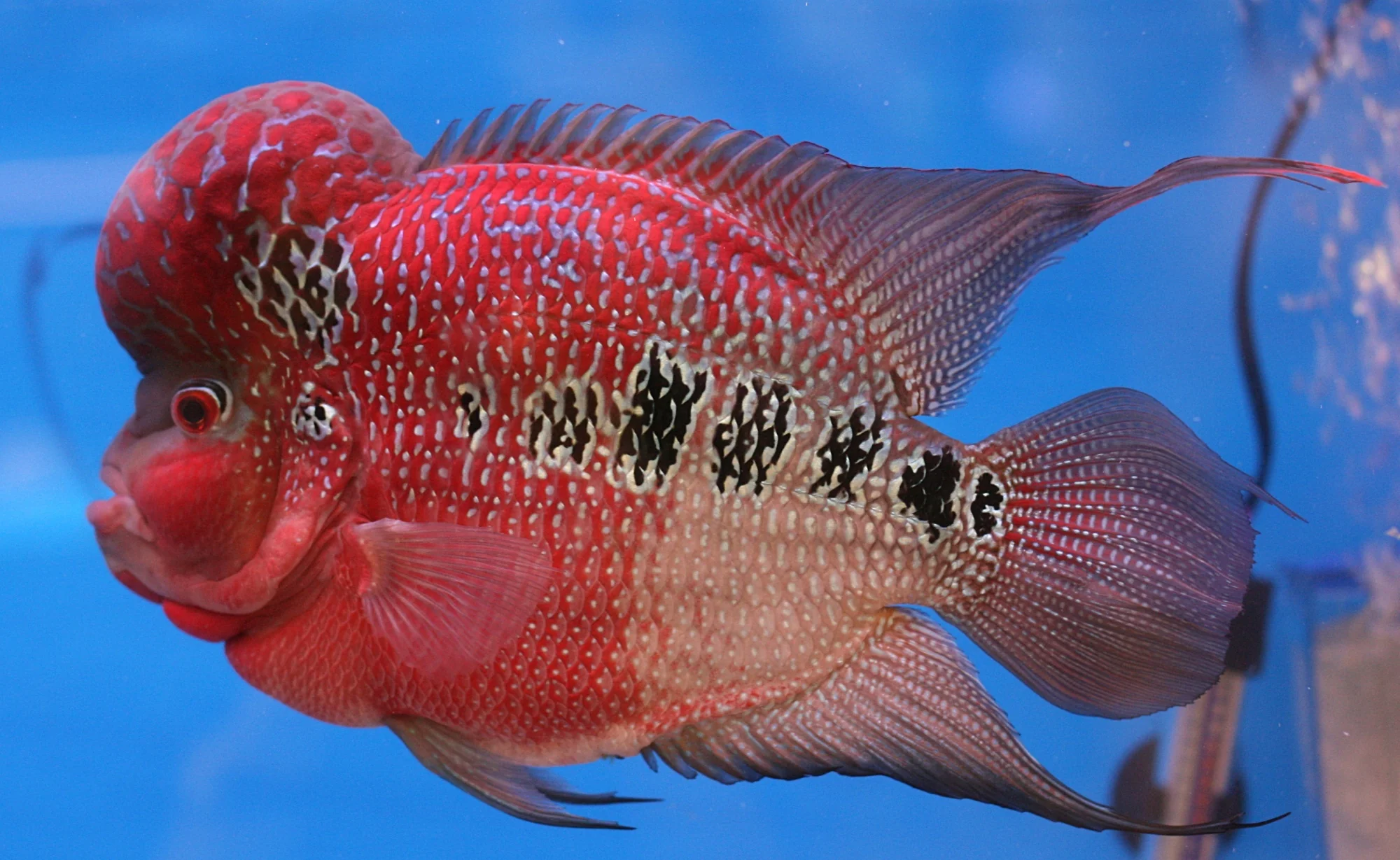 Hi-Grade Zhen Zhu Flowerhorn Cichlid 3-4"