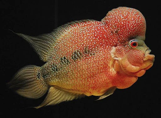 Hi-Grade Zhen Zhu Flowerhorn Cichlid 3-4" - Image 2