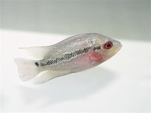 Hi-Grade Zhen Zhu Flowerhorn Cichlid 3-4" - Image 3