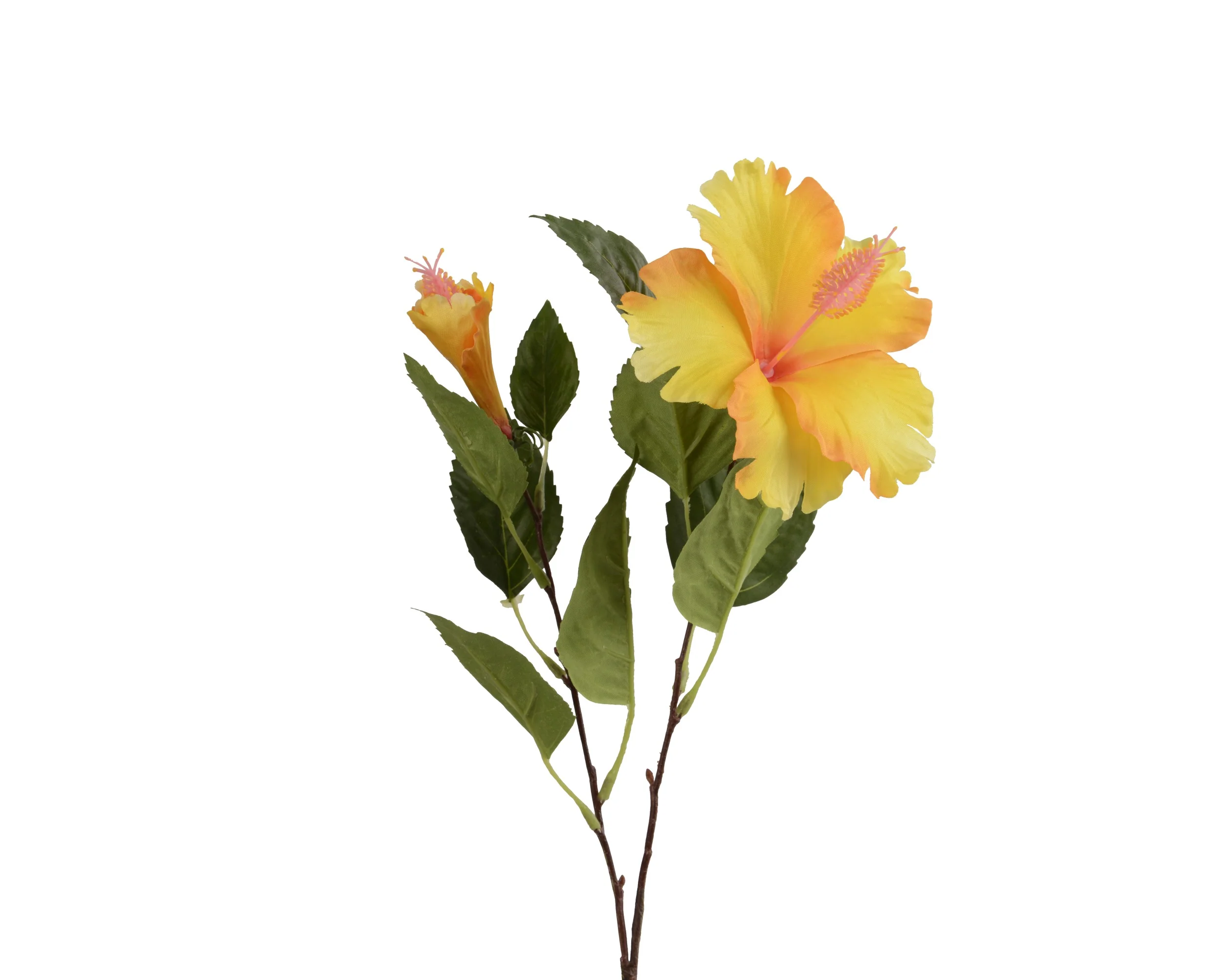 Hibiscus stem yellow