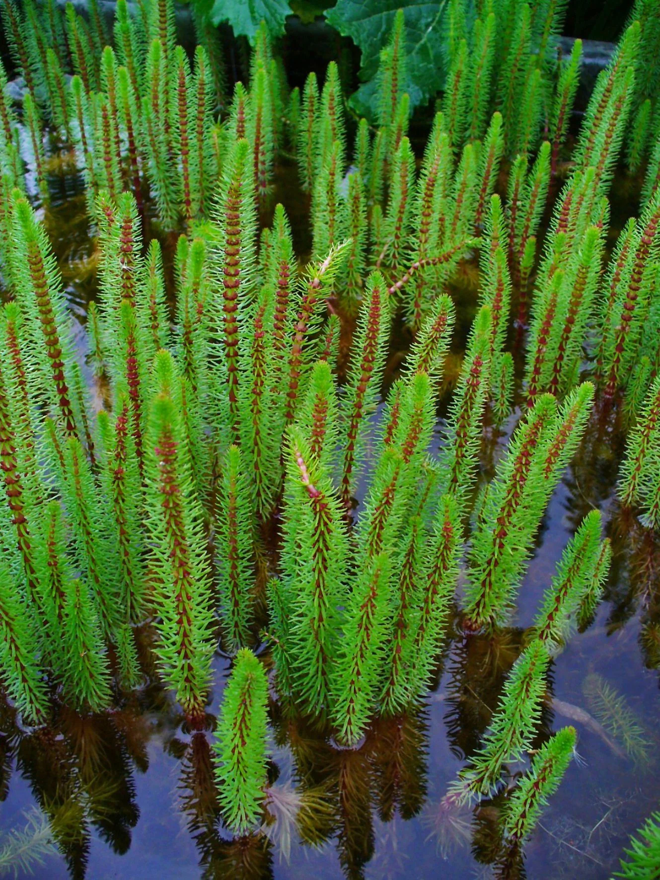 Hippuris vulgaris / P9 - Image 2