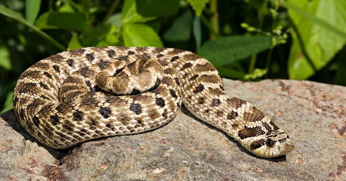 Hognose Snake Western - Image 2