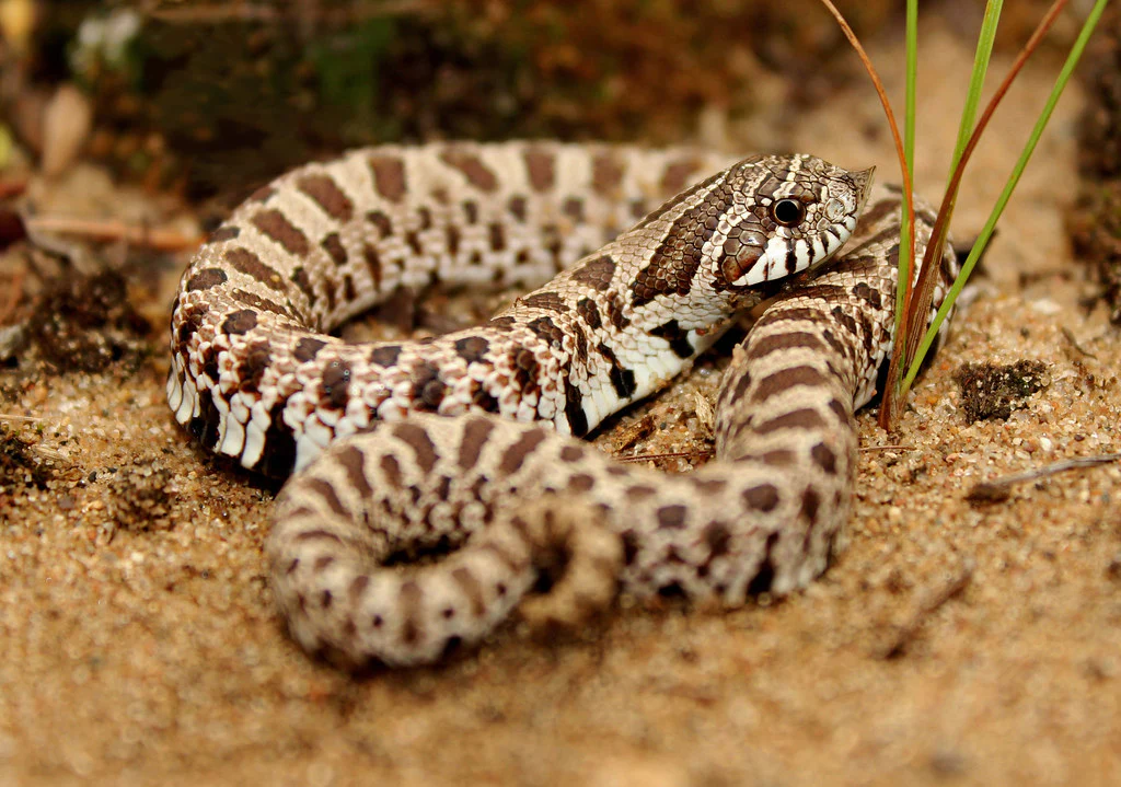 Hognose Snake Western - Image 3