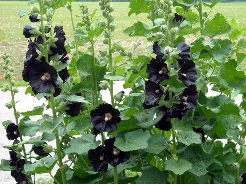 Alcea rosea Nigra