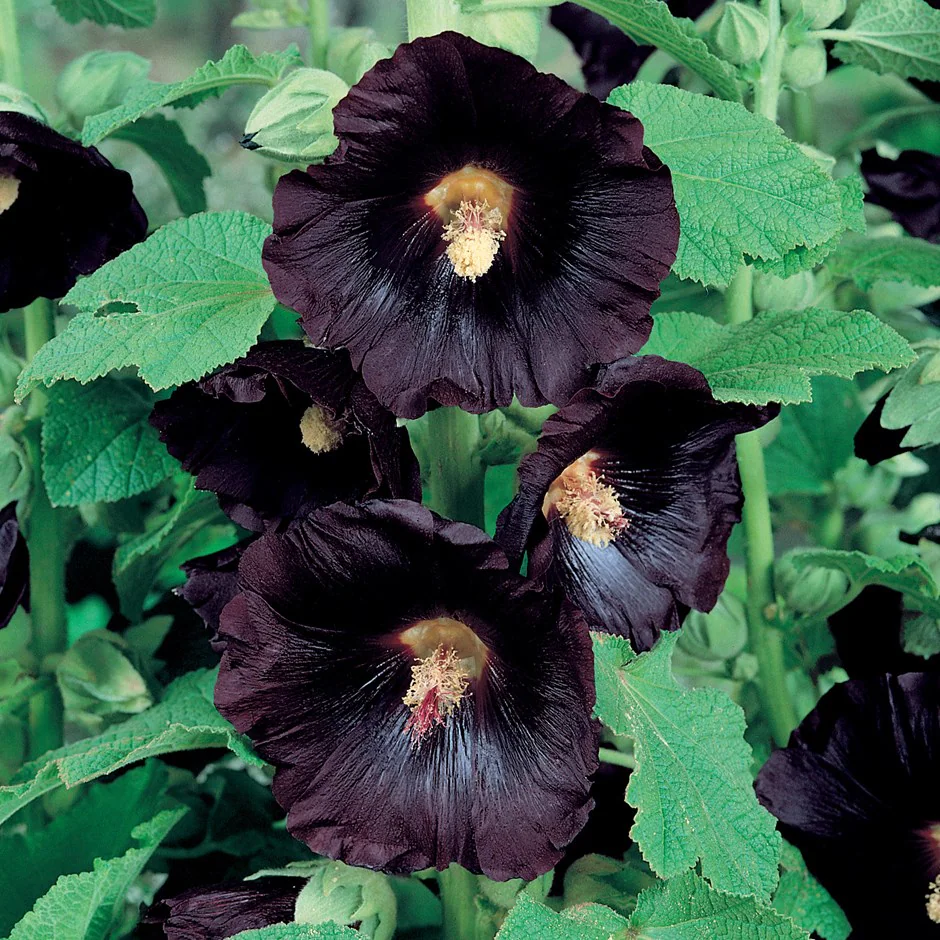 Alcea rosea Nigra - Image 2