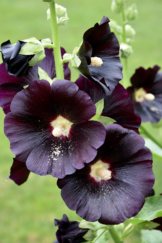 Alcea rosea Nigra - Image 3
