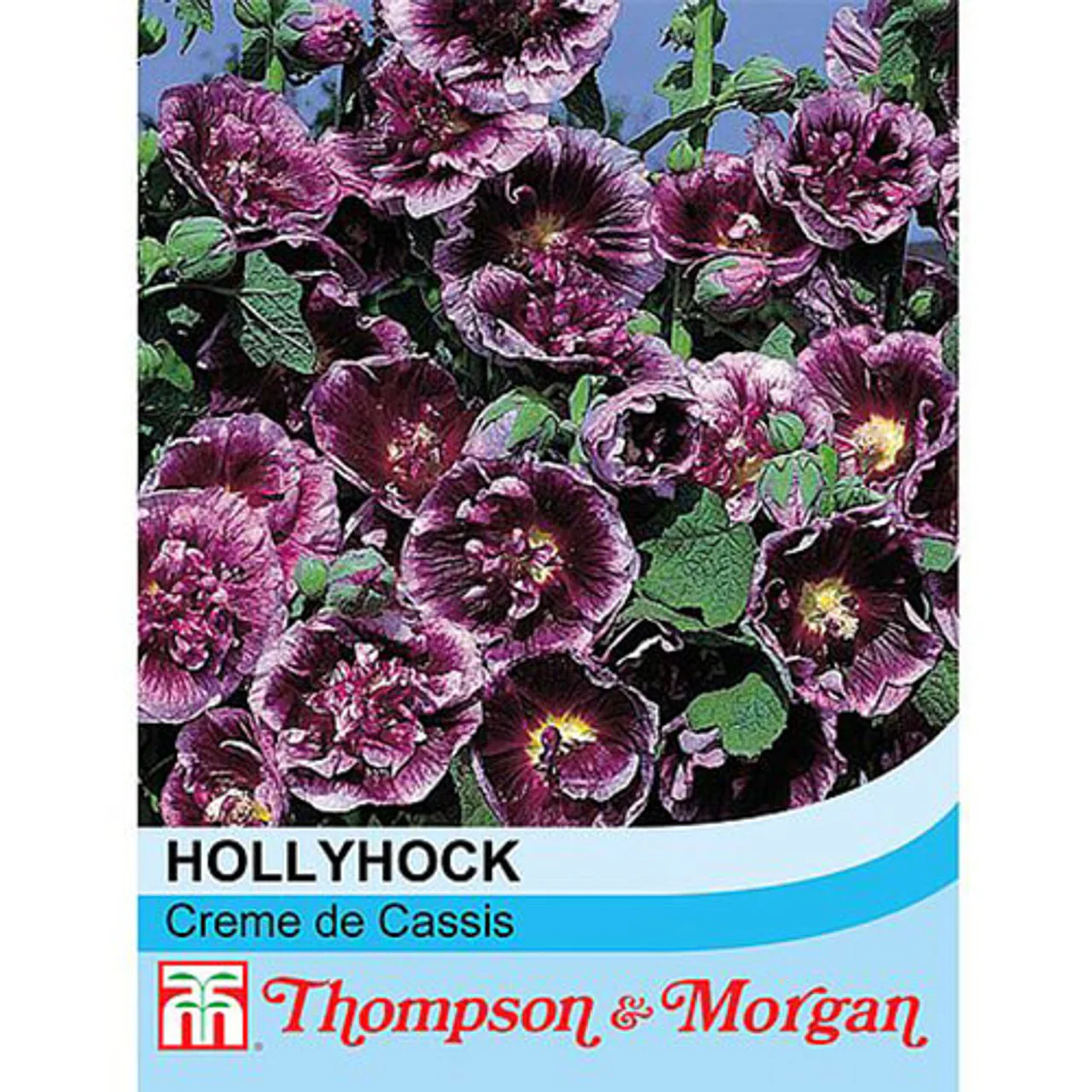 Hollyhock 'Creme de Cassis'