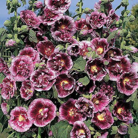 Hollyhock 'Creme de Cassis' - Image 2