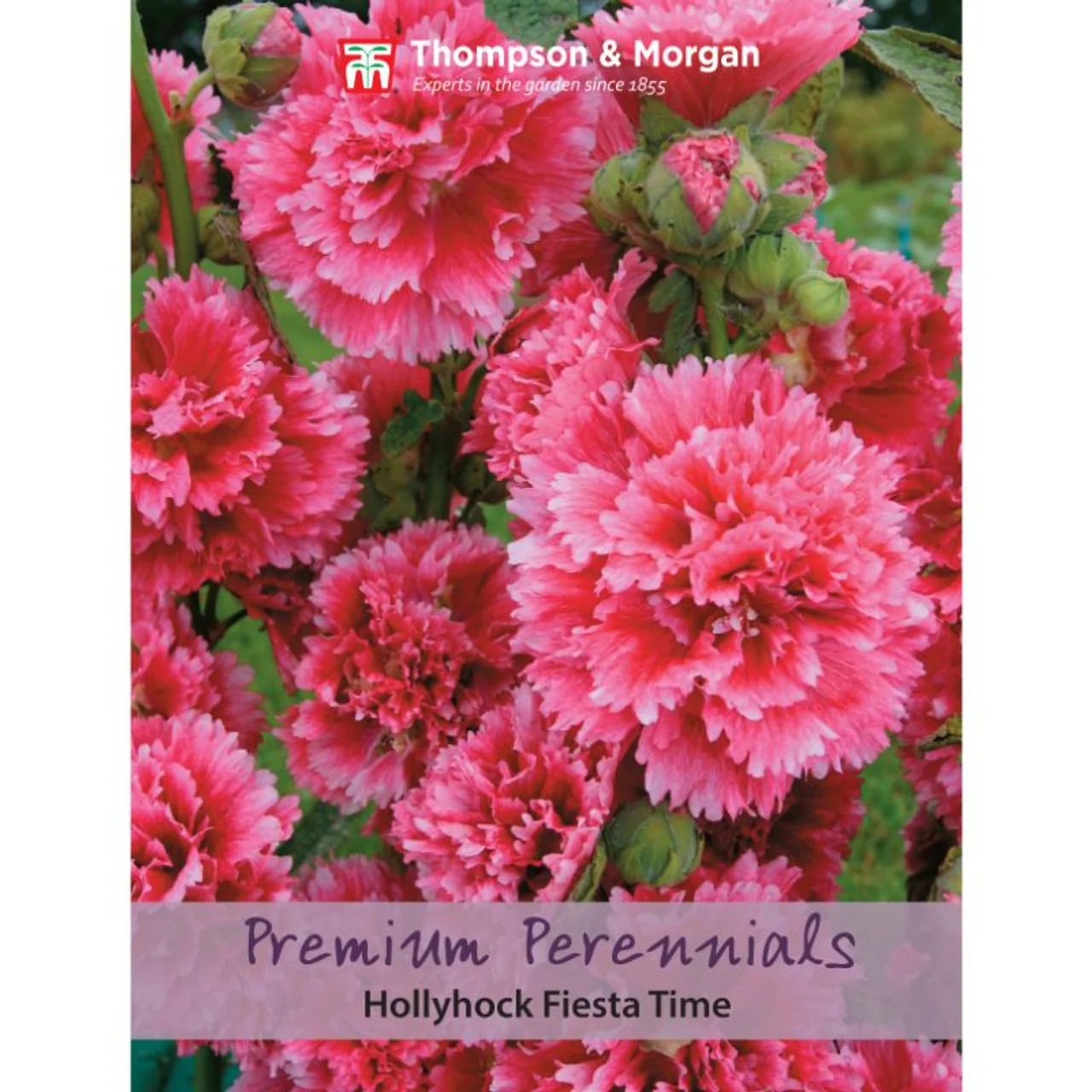 Hollyhock 'Fiesta Time'