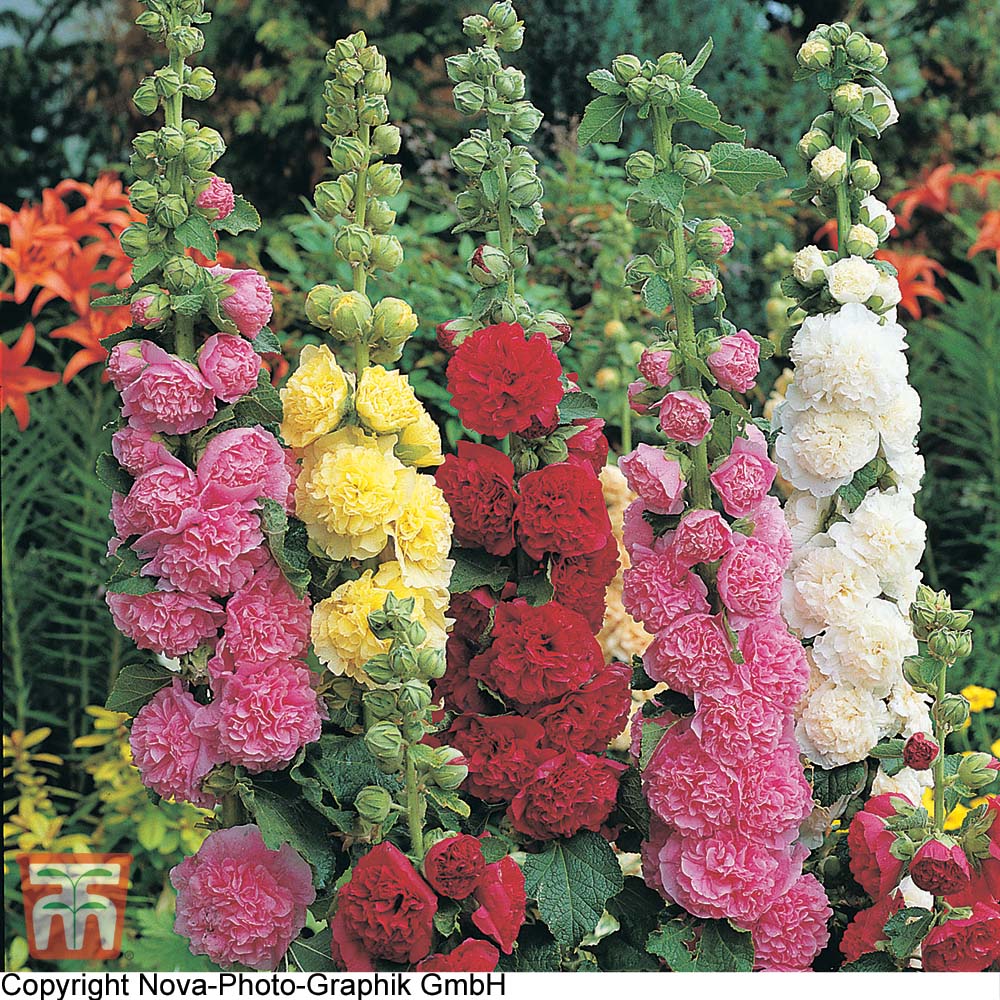 Hollyhock 'Powder Puffs Mixed'