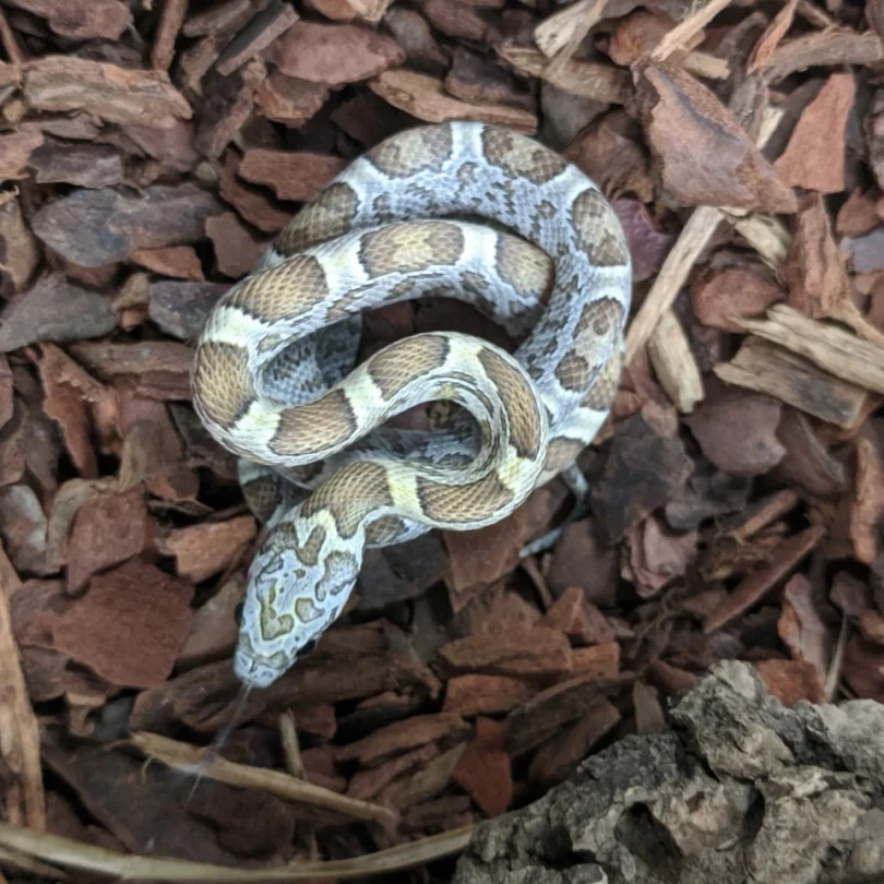 Honey Corn Snake