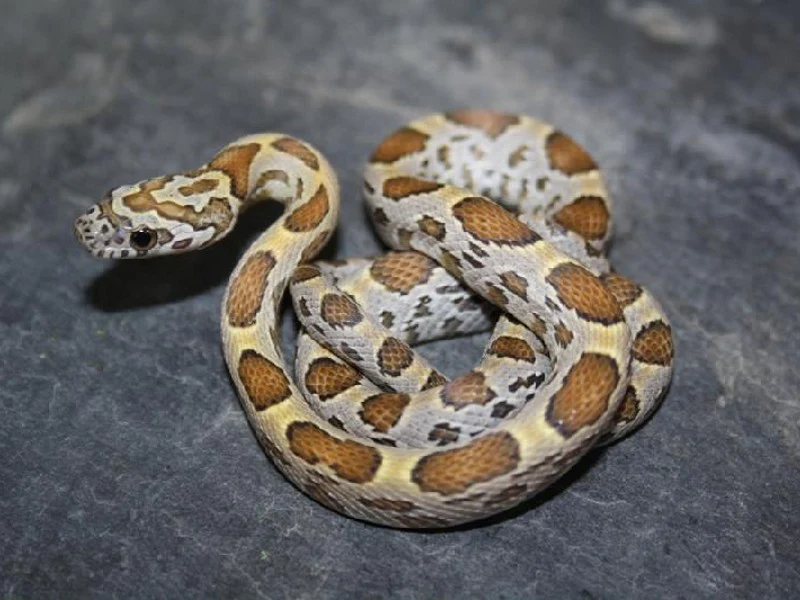 Honey Corn Snake - Image 2