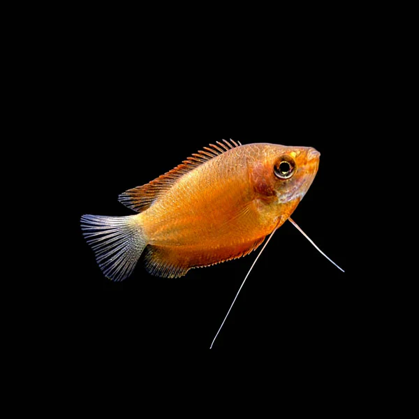 Honey Gourami Medium Large - Image 2