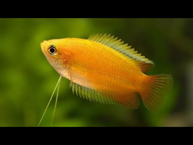 Honey Gourami Medium Large - Image 3