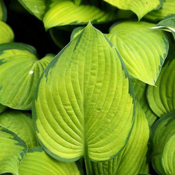 Hosta 'Gold Standard' - Image 2